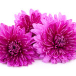 Contact Lisa Paron, personal email reading, In Depth Psychic Readings 2026, Ask a psychic a question